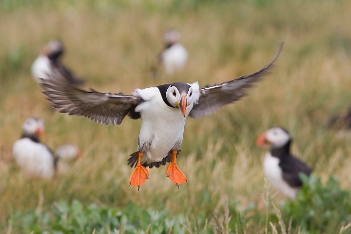 Papageitaucher Fratercula arctica Atlantic Puffin